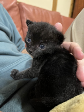 目の大きな甘えん坊の子猫ちゃん