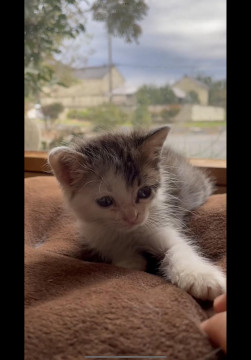 母猫が足を切断し、保護した子猫です