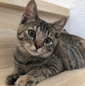 甘えっ子 むぎ