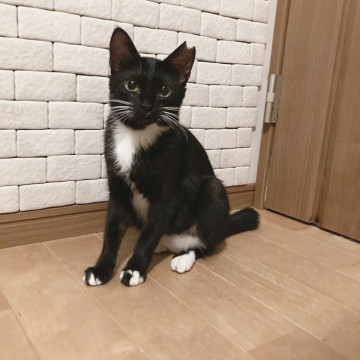 オシャレ柄の甘えたガール❤️黒白猫ニーナ