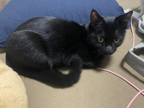 黒猫