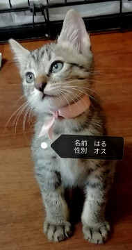好奇心旺盛、元気な男の子です