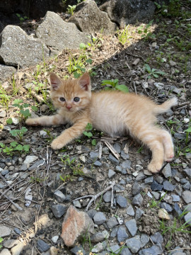 可愛い子猫ちゃん