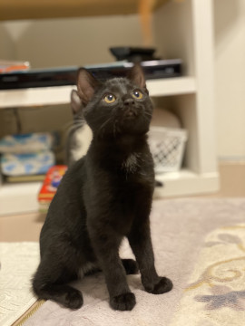 エンジェルマークのある可愛い黒子猫