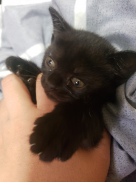 おっとりした保護猫ちゃん