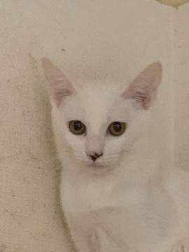 キレイなほぼ白猫ニゴウくん♂５か月