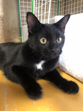 こぐまのような 黒猫くん