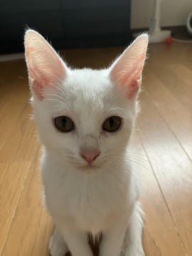 可愛く穏やかな白子猫マカナちゃん＠3か月