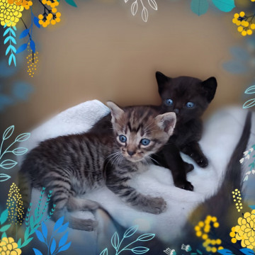 可愛い〰姉妹　黒猫、キジトラ