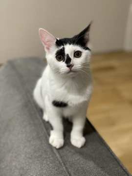 背中のハートがチャームポイントの猫ちゃん