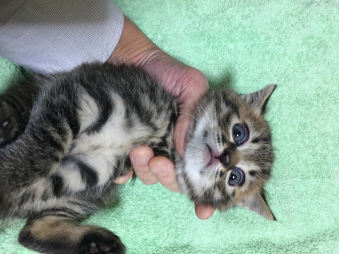 ちょっとあばれる元気な子猫
