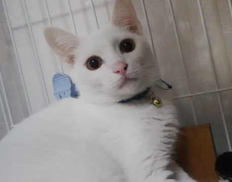 真っ白な男の子