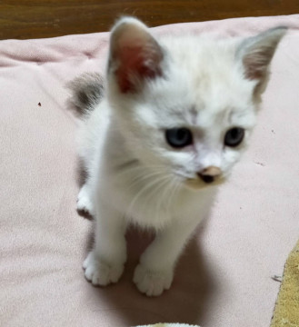 可愛いきじしろ