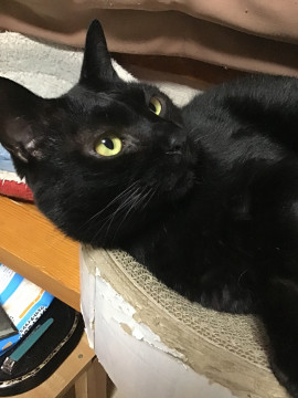 スリスリ、ゴロゴロ黒猫