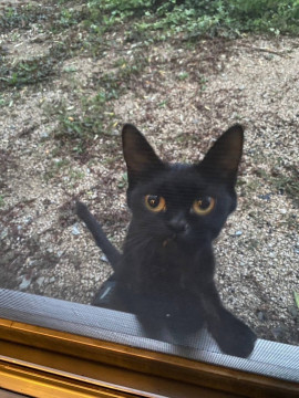 人懐っこい黒猫ちゃん