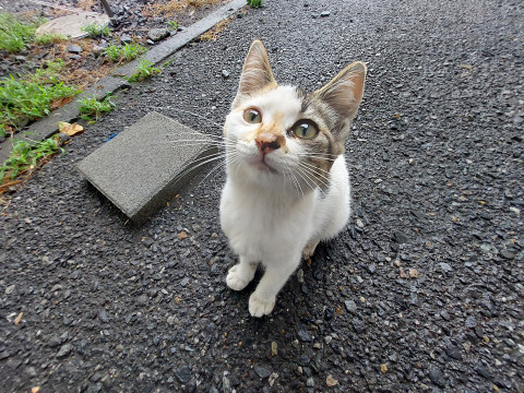 人懐っこい三毛猫三姉妹の長女