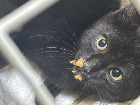 食いしん坊黒猫仔猫ちゃん(函館・札幌)