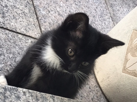 鍵尻尾のタキシード猫