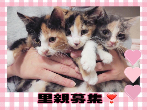 三毛猫美人三姉妹