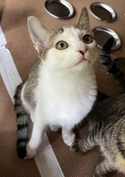 人も猫も好きな男の子(トライアル中)