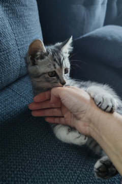 元気な仔猫