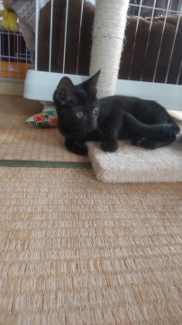 カッコいい黒子猫３ヶ月