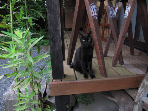 しっぽがとぐろを巻いた黒猫