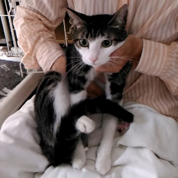 信頼度世界№１　里親様と猫が主役のご縁組