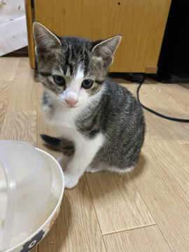 家族に迎えてください??