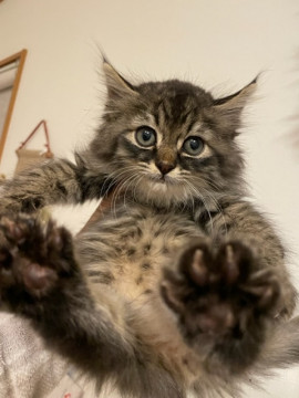 もふもふ仔猫 ノエル君里親募集