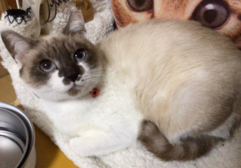 シャム猫風の美人さん