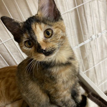 サビ猫のアンちゃん