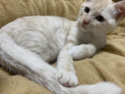 3ヶ月の子猫ちゃん