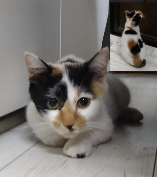 猫・人大好きな鍵しっぽ三毛猫(メス)
