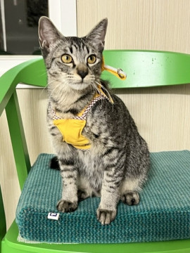 人懐っこいキジトラくん