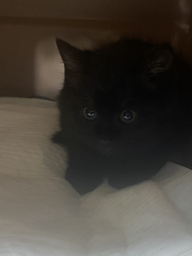 緊急募集!!毛がフサフサ黒猫ちゃん
