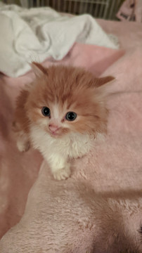モフモフの甘えん坊な仔猫
