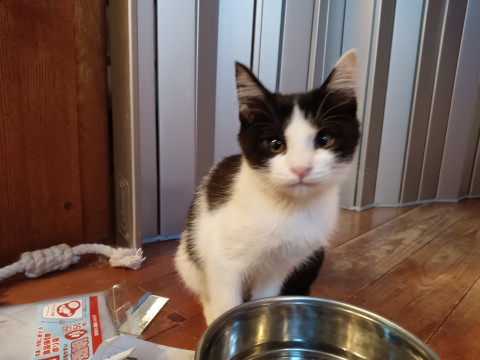 左右耳の色が違うおてんば美人♥子猫ちゃん