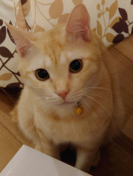 丸顔・まんまるおめめの茶トラくん