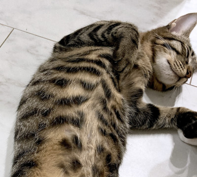 すごく甘えん坊なトラ柄子猫