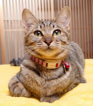 1/4譲渡会★甘えん坊のサイス君