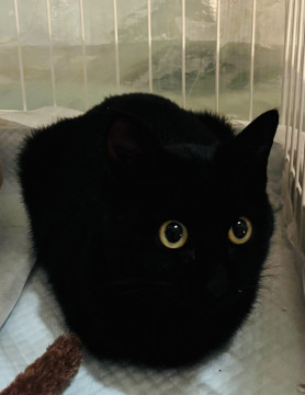 かわいい盛りの黒猫ユキちゃん!