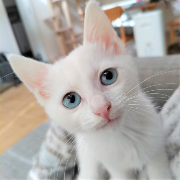 あまえんぼで負けん気強い白ピクミン。