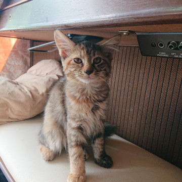 とっても珍しい長毛、麦わら猫