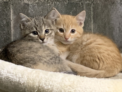 愛くるしい子猫きょうだい!