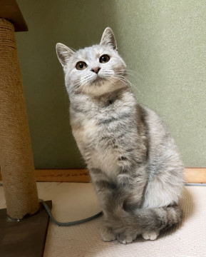 珍しいパステルサビ猫ちゃん