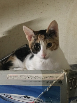 保護した猫の子供です。