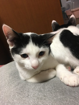 保護した猫の子供です