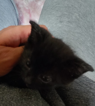 可愛い黒子猫❤️月ちゃん