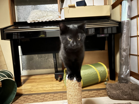 全身真っ黒な子猫です